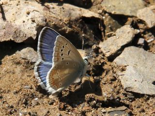 okgzl Turkuvaz Mavisi (Polyommatus dorylas)