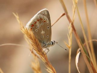 �okg�zl� Turkuvaz Mavisi&nbsp;(Polyommatus&nbsp;dorylas)
