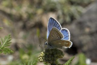okgzl Turkuvaz Mavisi (Polyommatus dorylas)