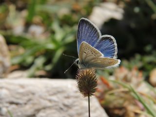 okgzl Turkuvaz Mavisi (Polyommatus dorylas)