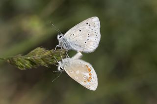 okgzl Turkuvaz Mavisi (Polyommatus dorylas)