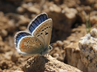 okgzl Turkuvaz Mavisi (Polyommatus dorylas)