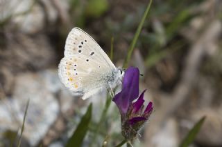 okgzl Turkuvaz Mavisi (Polyommatus dorylas)