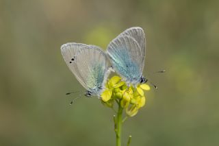 Karagz Mavisi (Glaucopsyche alexis)