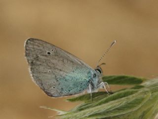 Karagz Mavisi (Glaucopsyche alexis)