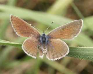 Karagz Mavisi (Glaucopsyche alexis)