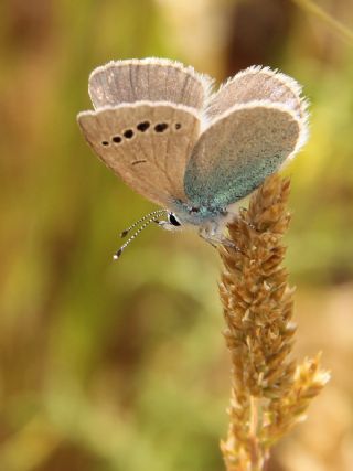 Karagz Mavisi (Glaucopsyche alexis)