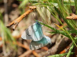 Karagz Mavisi (Glaucopsyche alexis)