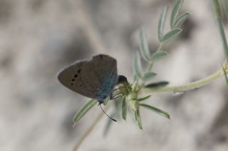 Karagz Mavisi (Glaucopsyche alexis)