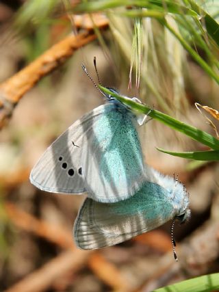 Karagz Mavisi (Glaucopsyche alexis)