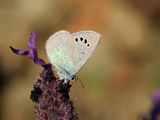 Karagz Mavisi (Glaucopsyche alexis)