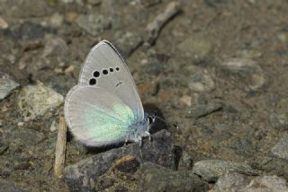 Karagz Mavisi (Glaucopsyche alexis)