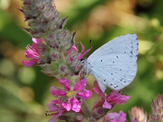 Kutsal Mavi (Celastrina argiolus)
