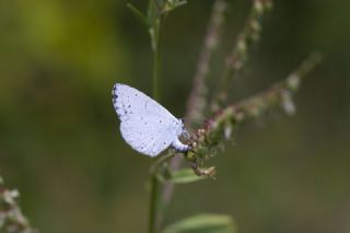 Kutsal Mavi&nbsp;(Celastrina&nbsp;argiolus)