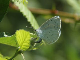 Kutsal Mavi&nbsp;(Celastrina&nbsp;argiolus)