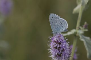 Kutsal Mavi (Celastrina argiolus)