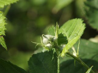 Kutsal Mavi&nbsp;(Celastrina&nbsp;argiolus)