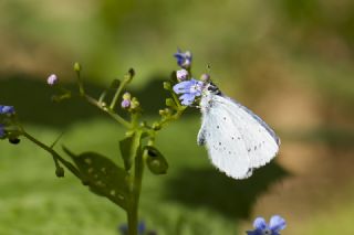 Kutsal Mavi (Celastrina argiolus)