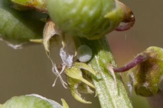 Kutsal Mavi&nbsp;(Celastrina&nbsp;argiolus)