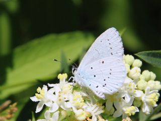 Kutsal Mavi (Celastrina argiolus)