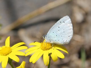 Kutsal Mavi (Celastrina argiolus)