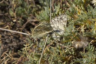 Anadolu Melikesi (Melanargia larissa)