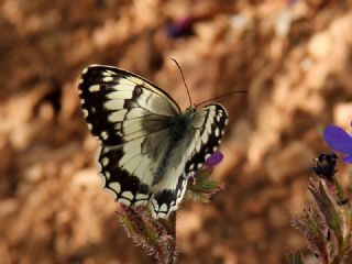 Anadolu Melikesi (Melanargia larissa)