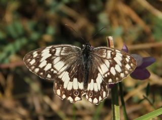 Anadolu Melikesi (Melanargia larissa)