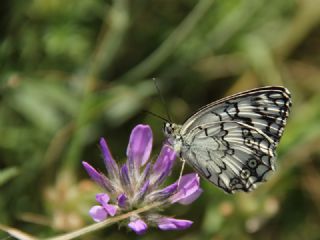 Anadolu Melikesi (Melanargia larissa)