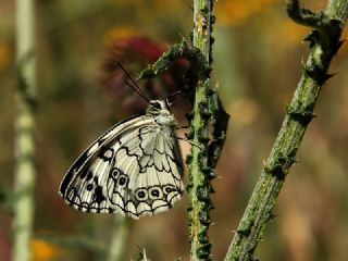 Anadolu Melikesi (Melanargia larissa)