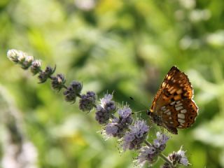 ncili Kelebek (Hamearis lucina)
