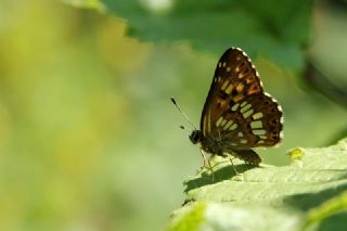ncili Kelebek (Hamearis lucina)