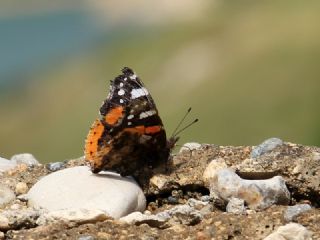 Atalanta (Vanessa atalanta)