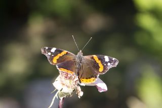 Atalanta&nbsp;(Vanessa&nbsp;atalanta)