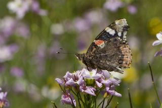 Atalanta (Vanessa atalanta)