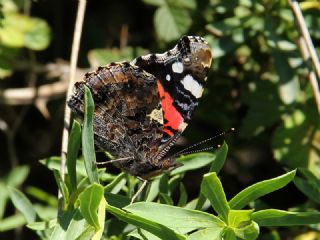 Atalanta (Vanessa atalanta)