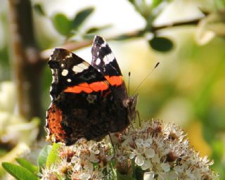 Atalanta (Vanessa atalanta)