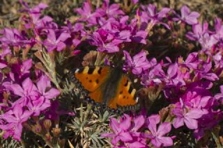 Aglais (Aglais urticae)