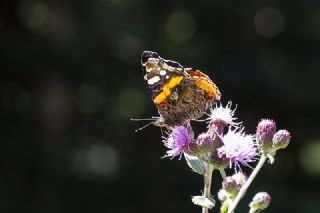 Atalanta (Vanessa atalanta)