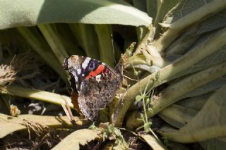 Atalanta (Vanessa atalanta)
