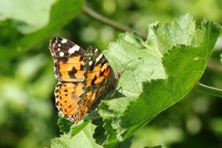 Diken Kelebei (Vanessa cardui)