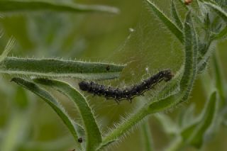 Diken Kelebei (Vanessa cardui)