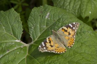 Diken Kelebei (Vanessa cardui)