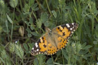 Diken Kelebei (Vanessa cardui)