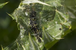 Diken Kelebei (Vanessa cardui)