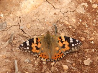 Diken Kelebei (Vanessa cardui)