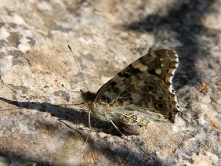 Diken Kelebei (Vanessa cardui)