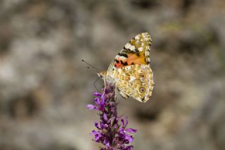 Diken Kelebei (Vanessa cardui)