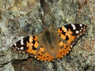 Diken Kelebei (Vanessa cardui)
