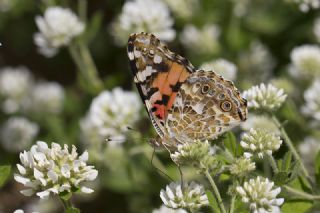 Diken Kelebei (Vanessa cardui)